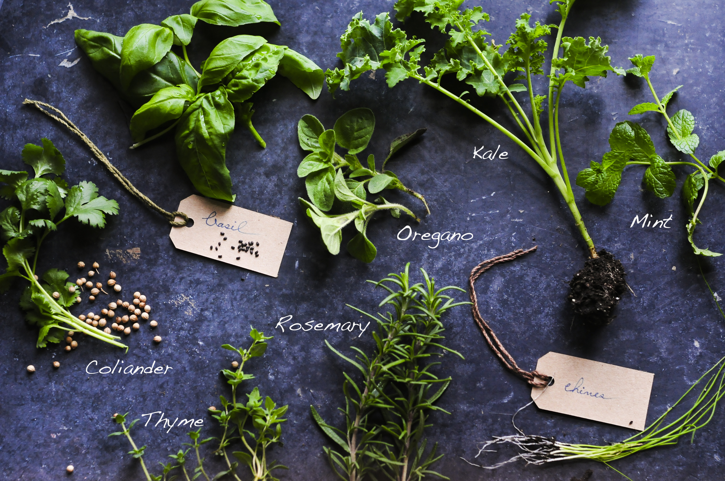 a.big.name.herbs.green.kale.basil.oregano.chives.coliander.DSC_6869.jpg