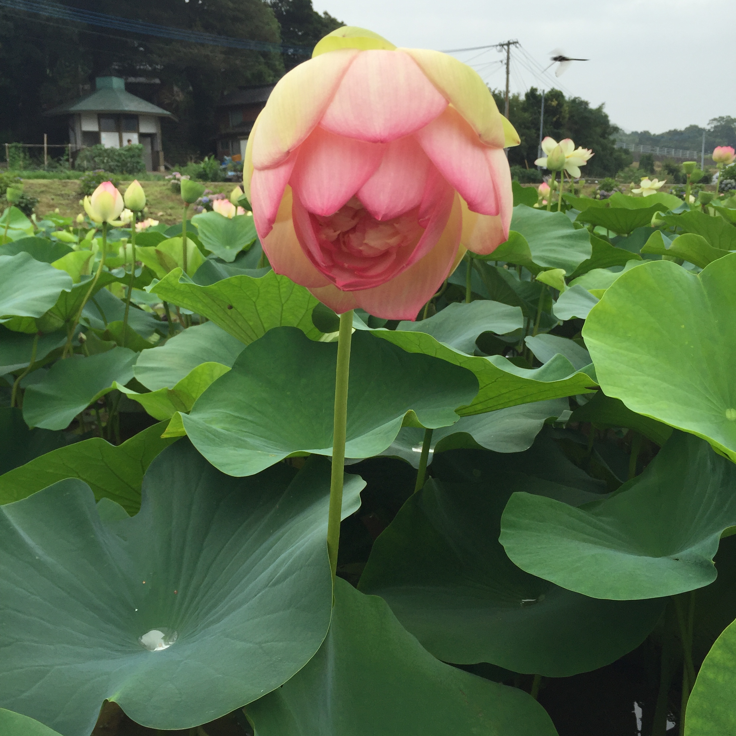 Lotus Flower / 蓮の花もちょうど満開!