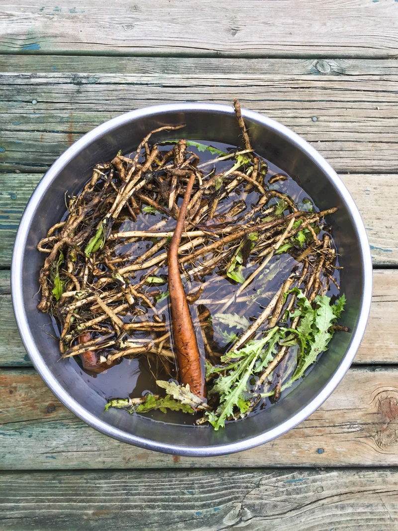 a.800.thistle.root.johanna.2016-05-13 12.37.35.jpg