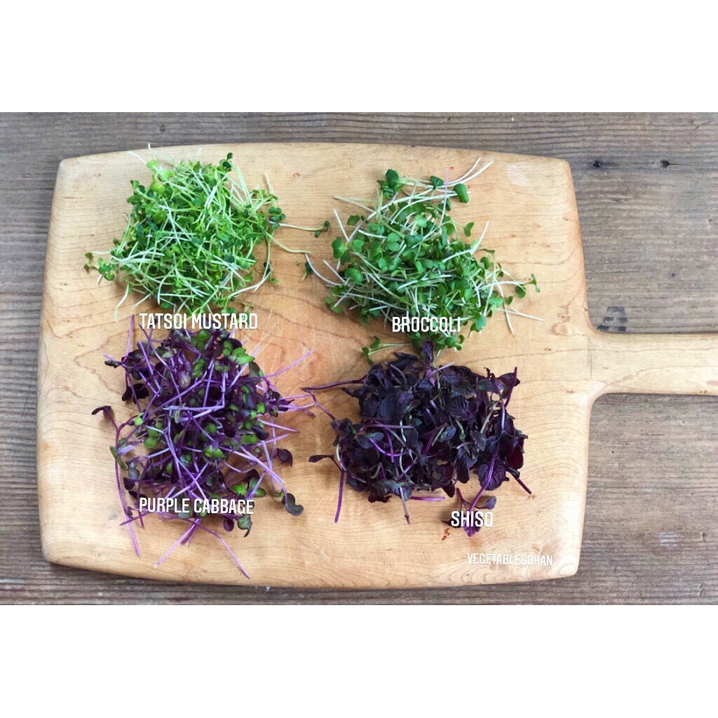 A fresh local Microgreens! I got broccoli, tatsoi mustard, purple cabbage and shiso. They have so many different kinds of microgreens to choose. Yum yum. Added in my avocado and broccoli salad. So good 😊 Thank you Get Up Nation Microgreens! 
体にパワフルエ