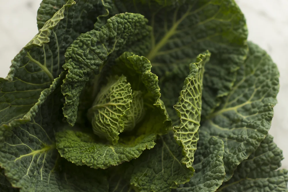 FAT-Steamed-Cabbage-Leave-Vancouver-Food-101.jpg
