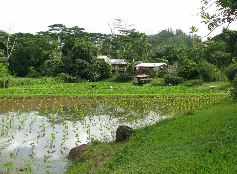 Waianu Farm