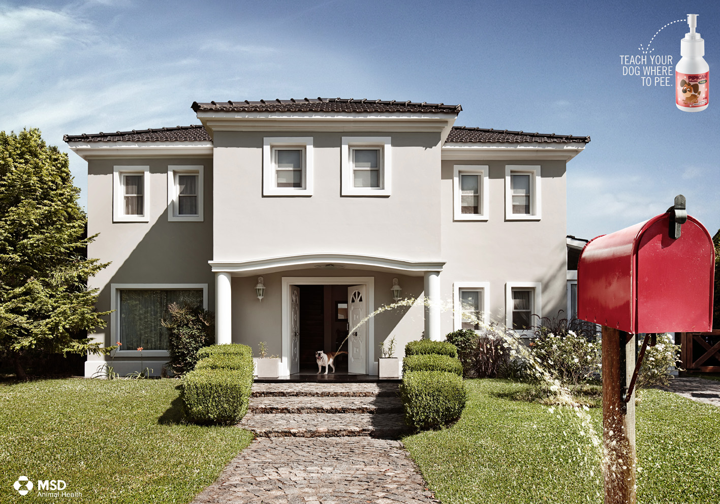 MERCK:PIPICAN: BULL DOG.jpeg