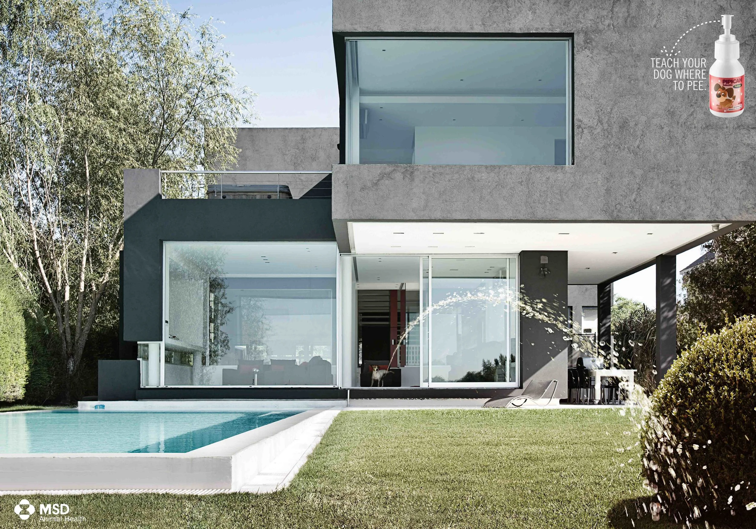 MERCK:PIPICAN: JACK RUSSELL.jpeg