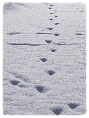 "Walking inside yourself." A winter solitude
