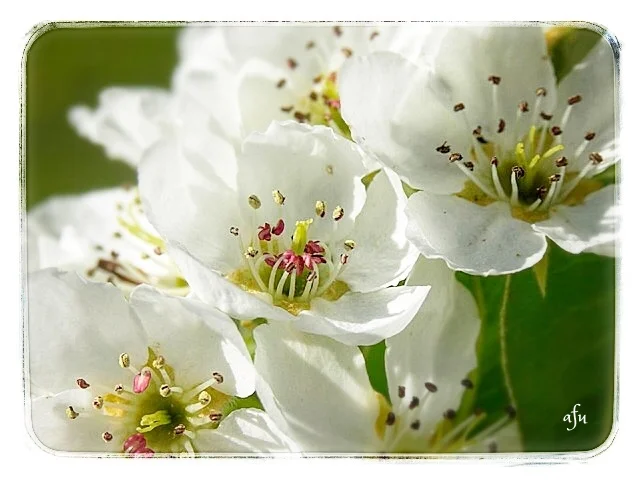 Welcoming the Greening of the Soul with Hildegard of Bingen.