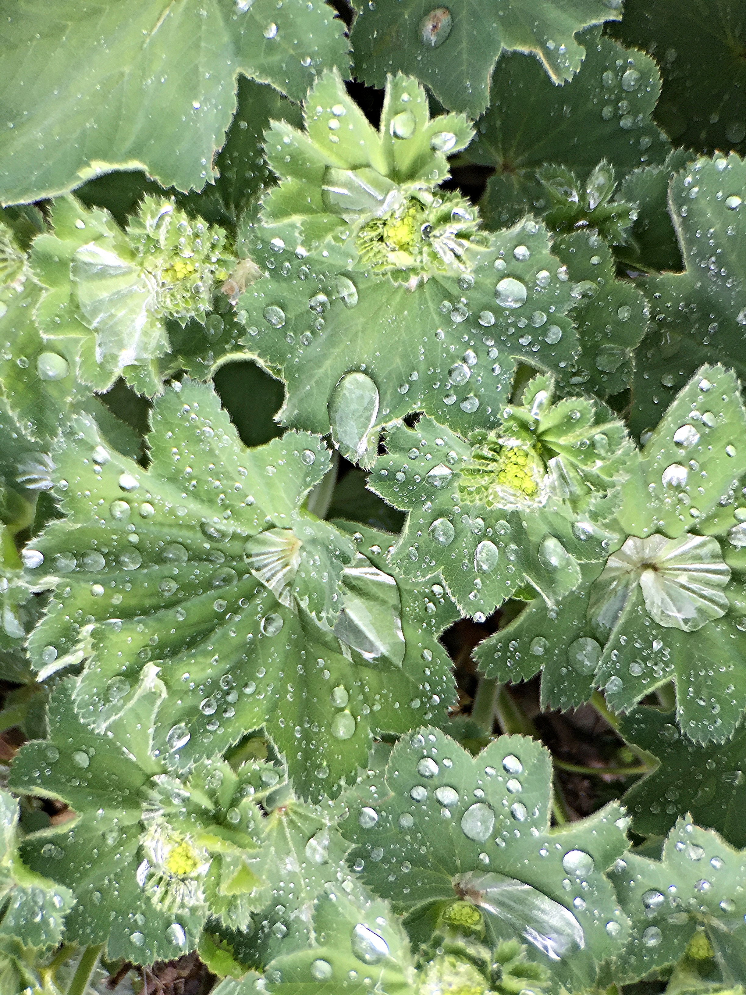 In the herb garden