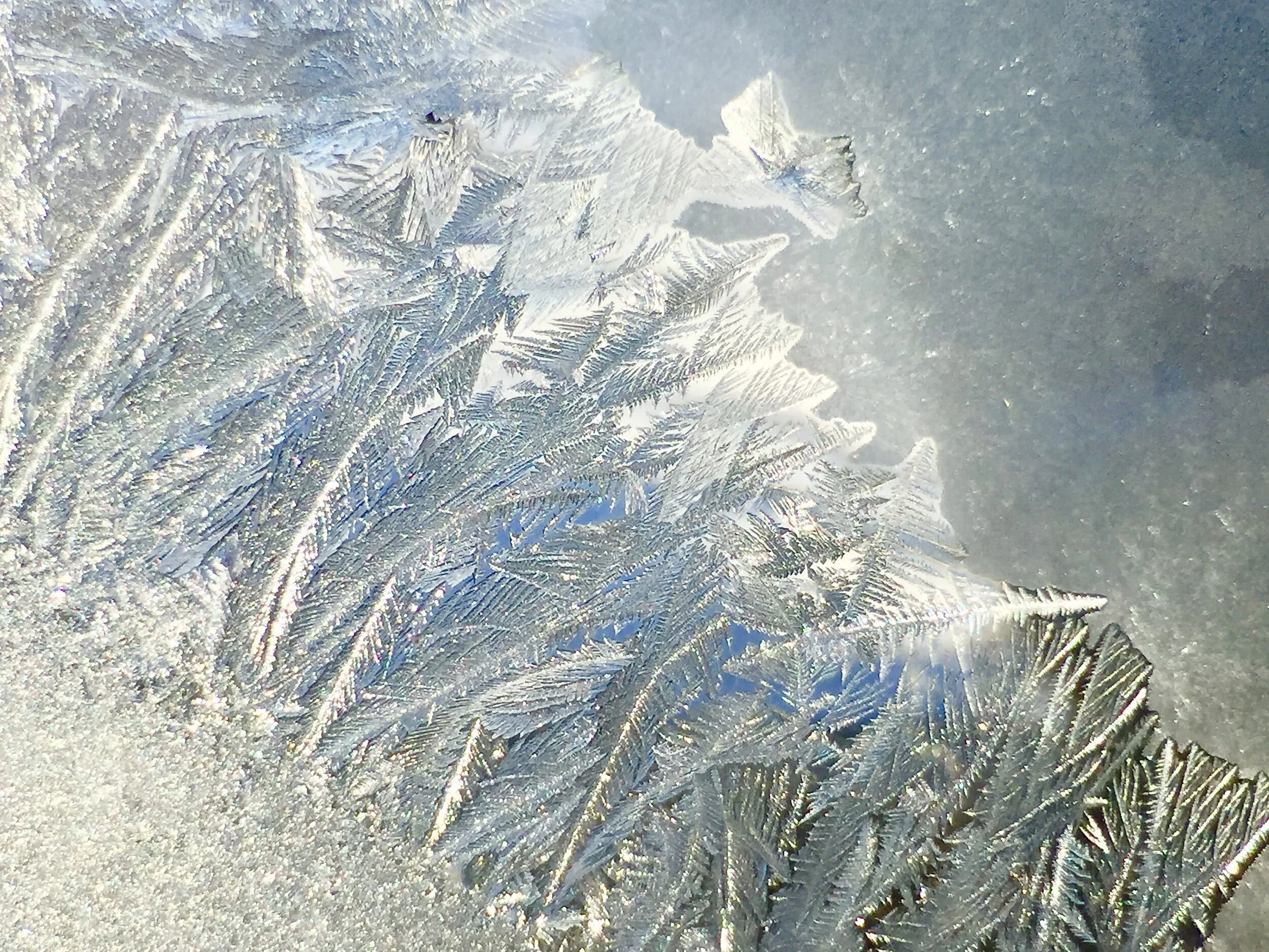 Arriving at Christmas in a time of Plague. Rejoicing amidst our Sorrows, helped by JS Bach