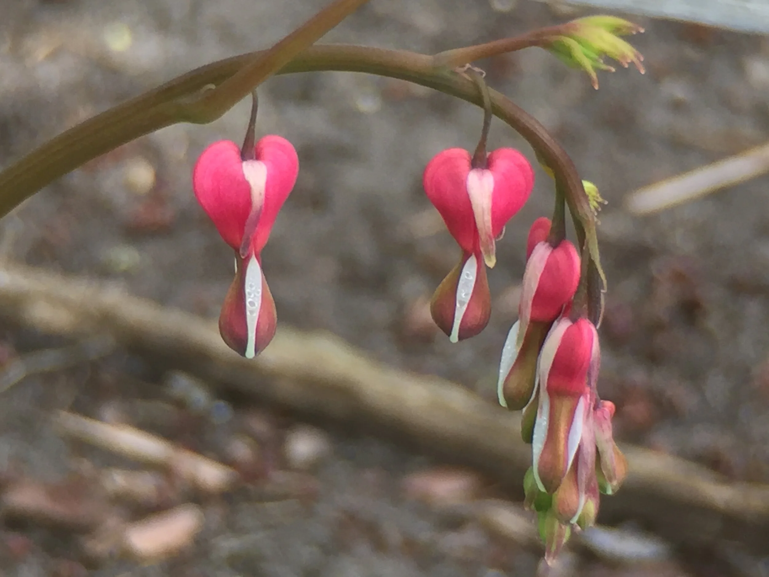 Bleeding Heart