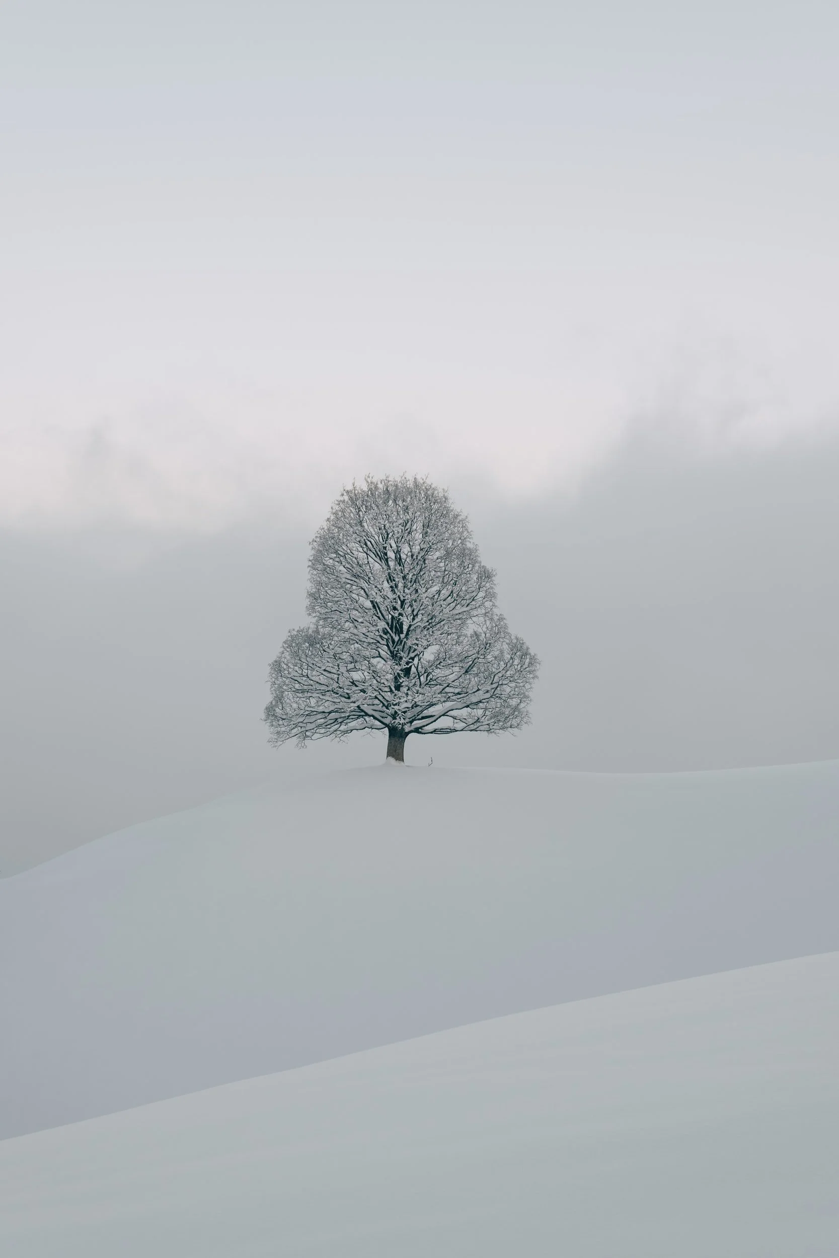 tree in snow