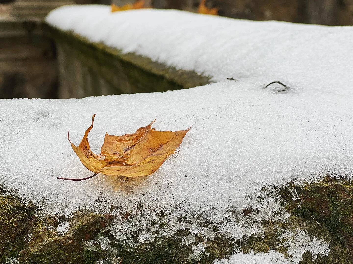 Walking a cemetery on a snowy day In Berlin, just across our new sabbatical home! 

Cemeteries have a way to quieten the soul just as first snow does.