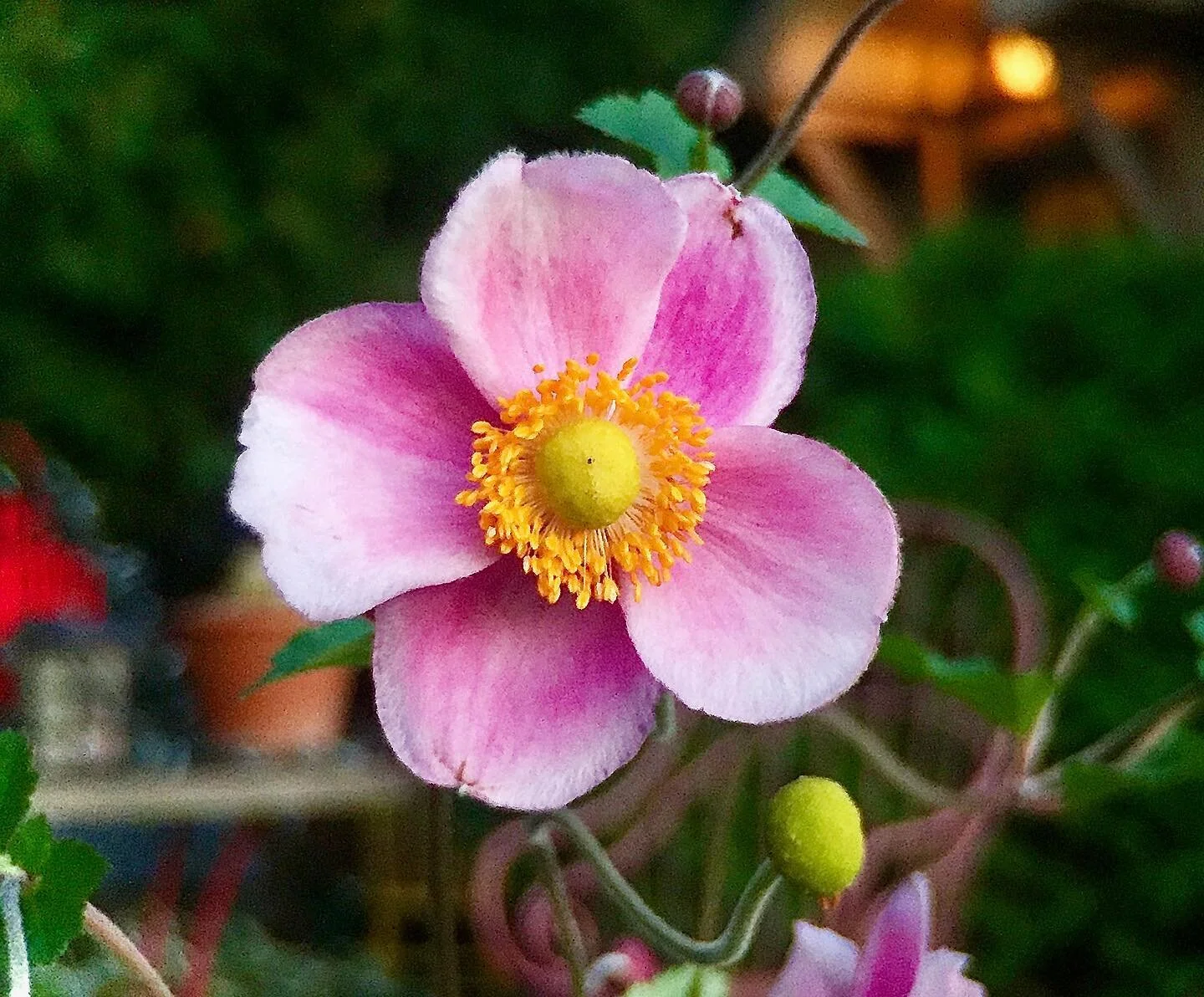 Today I learned more about how much Alzheimer&rsquo;s has eaten away of my mother&rsquo;s brain and abilities. So I picked her this flower. For her and all who care for their loved ones 🙏