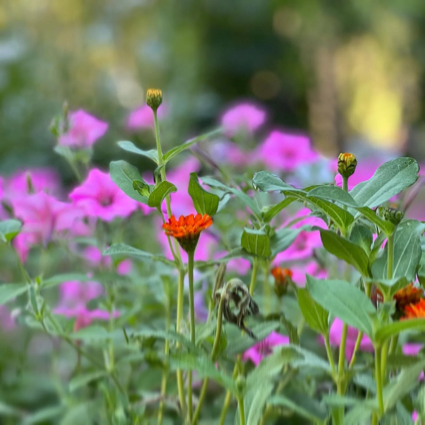 The simple joy of gardening is summer bliss for me. Hildegard of Bingen considers gardening a great tool for physical and mental health but also a grand metaphor for our inner life. Thus she considers the philosopher / wisdom teacher / healer a garde