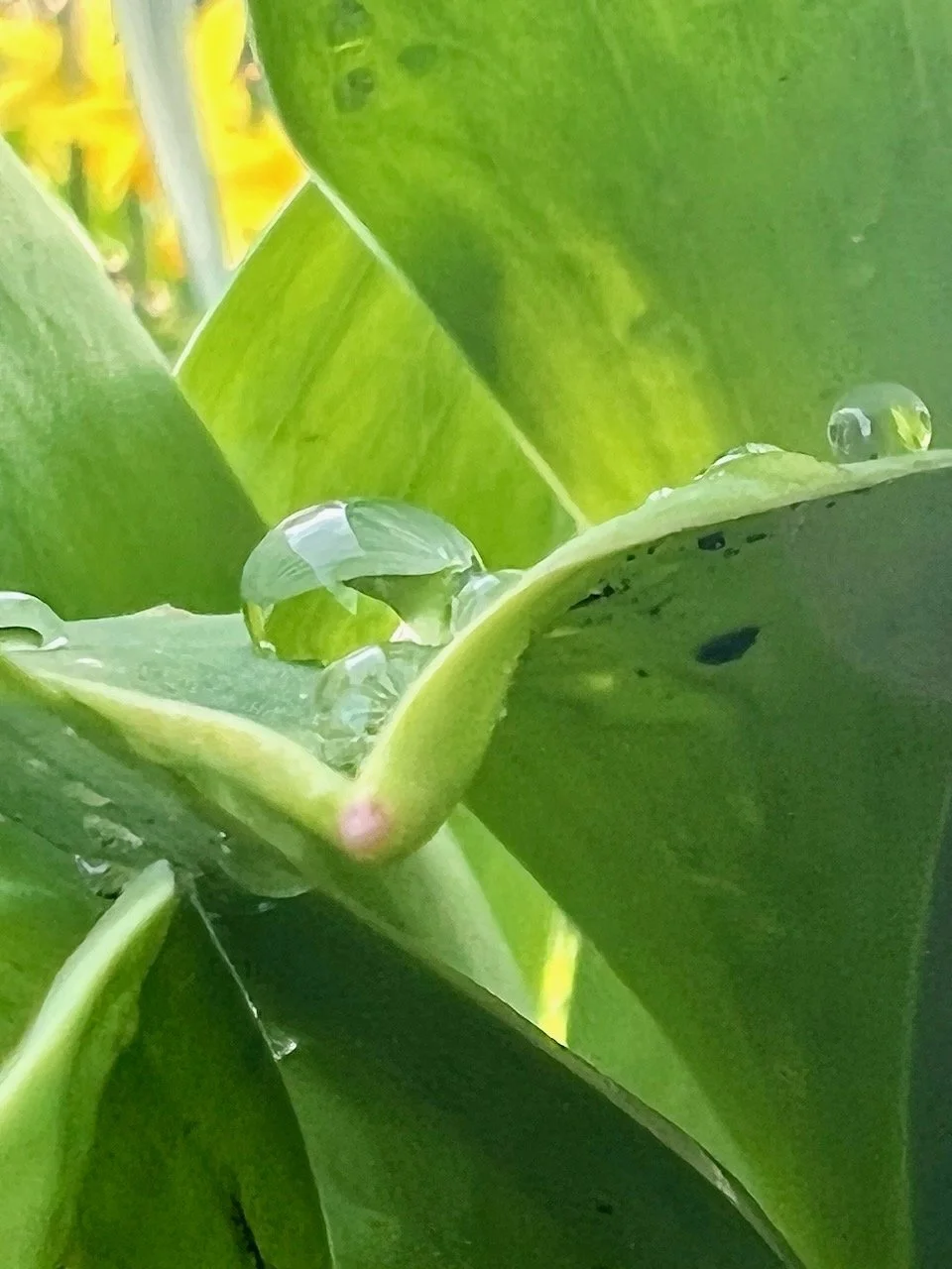 Leaning into Mercy, or: Resisting Resistance