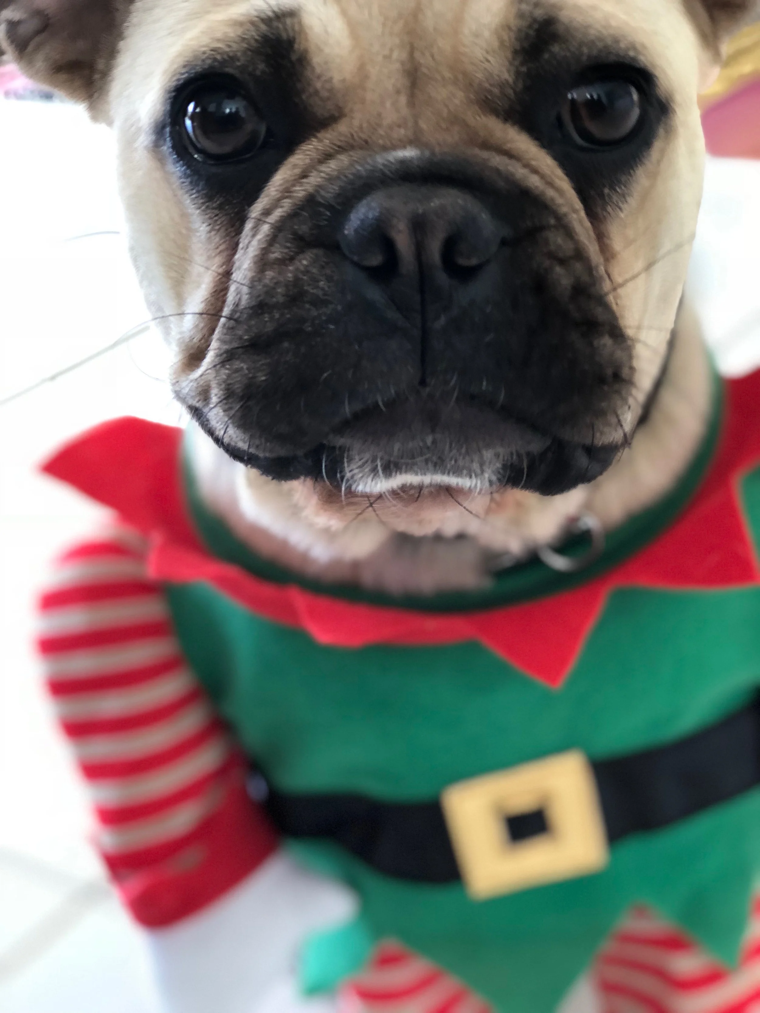 Model: Lucy the pug | Model's outfit: KMart | Stylist: Emily