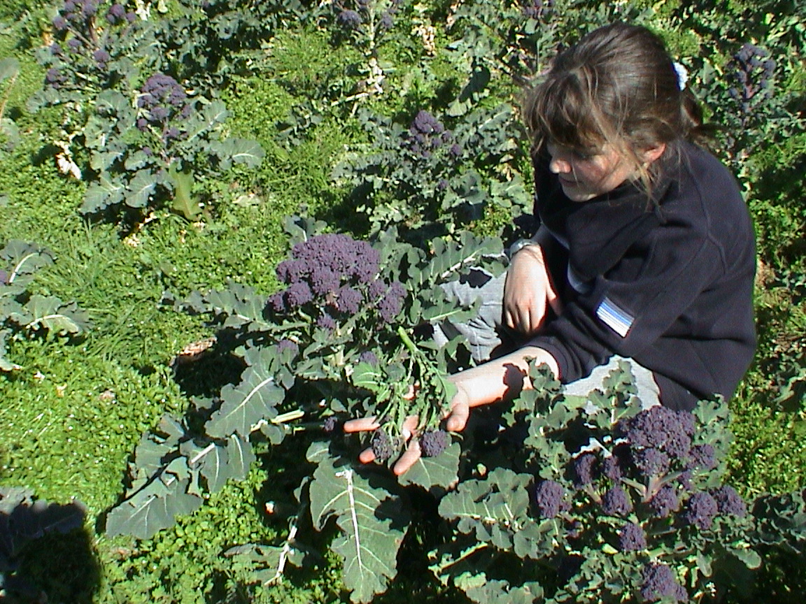 Grace checks the quality of purple sprouting - 2002.