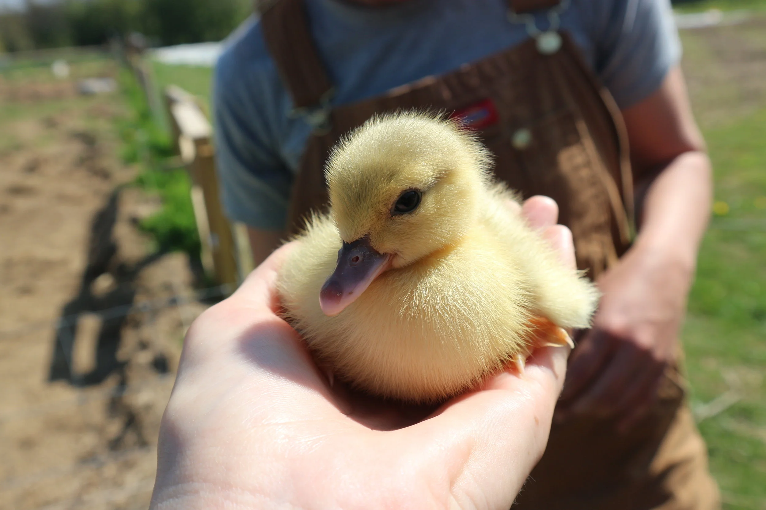 Easter Holidays Farm Camp - Week 2