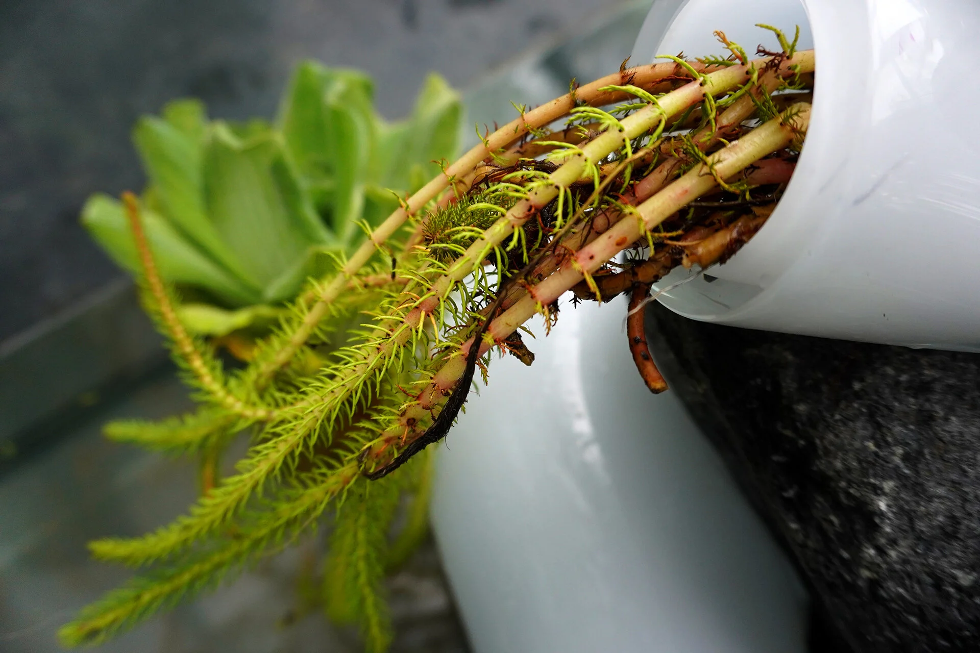 BIOPHILIA (Detail)  2020, Installation View at Mosteiro de Tibaes, Curated by Inês Valle