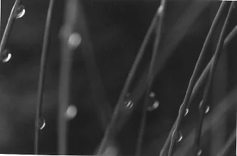 grass, dew-drops, flood land