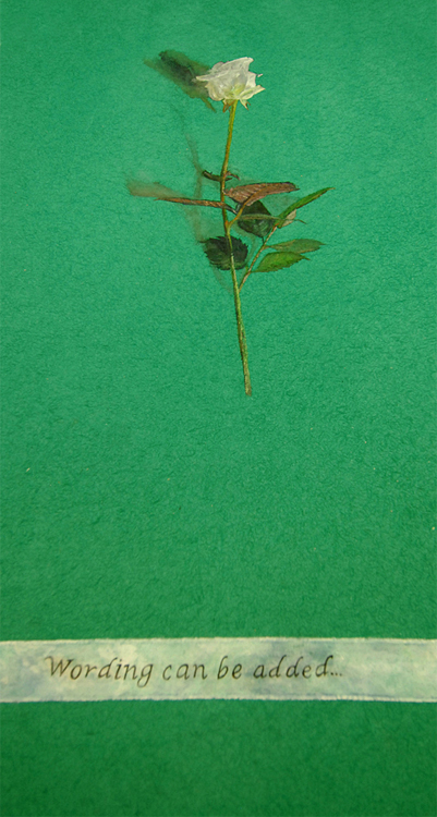 trompe l'oeil, single rose