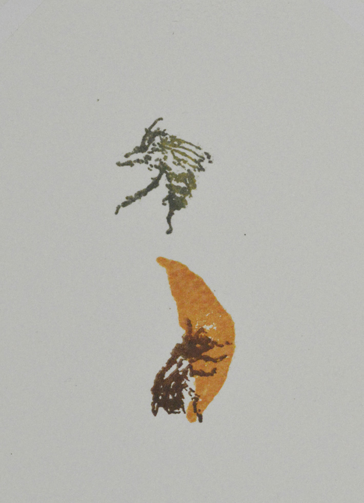 Anthorphora furcata, fork tailed flower bees