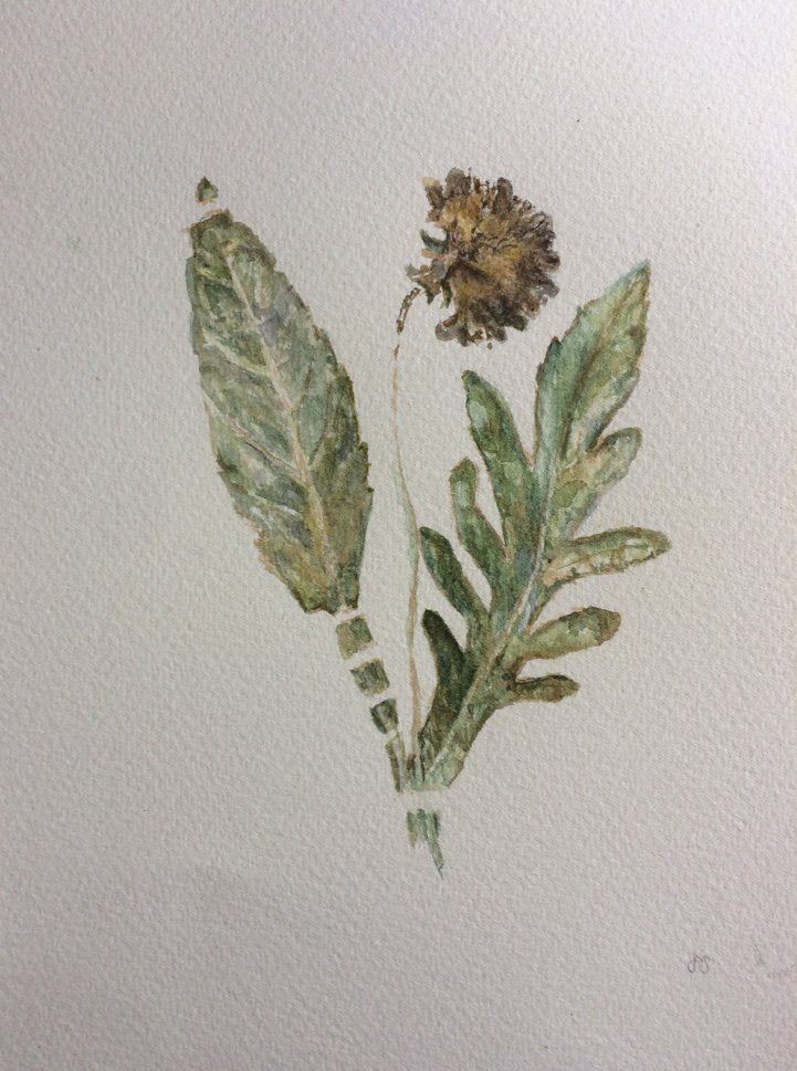 herbarium, Miss Todd, Swanage, Dorset, study