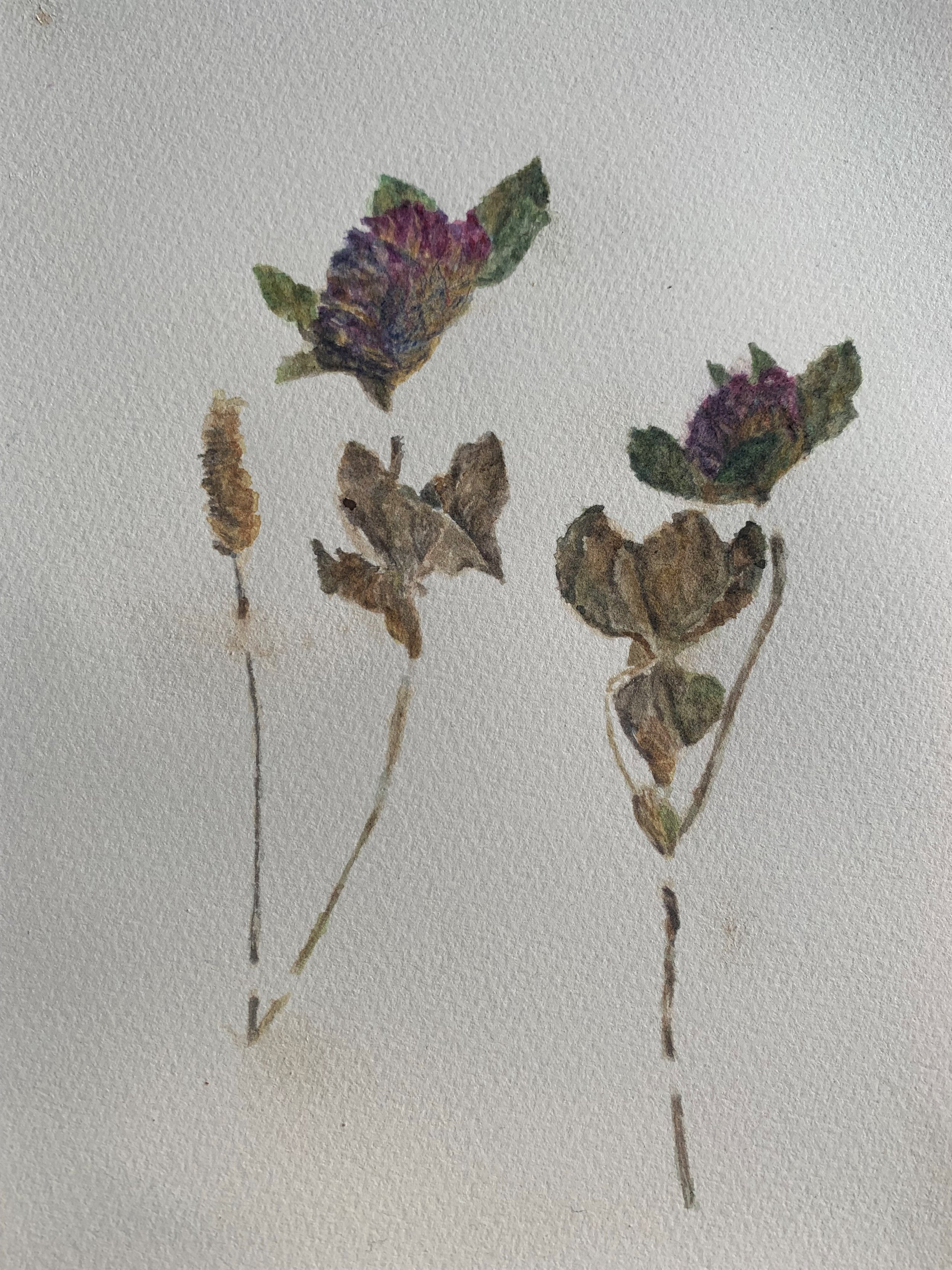 red clover, Faringdon Folly, 21, homage to Miss Todd, study