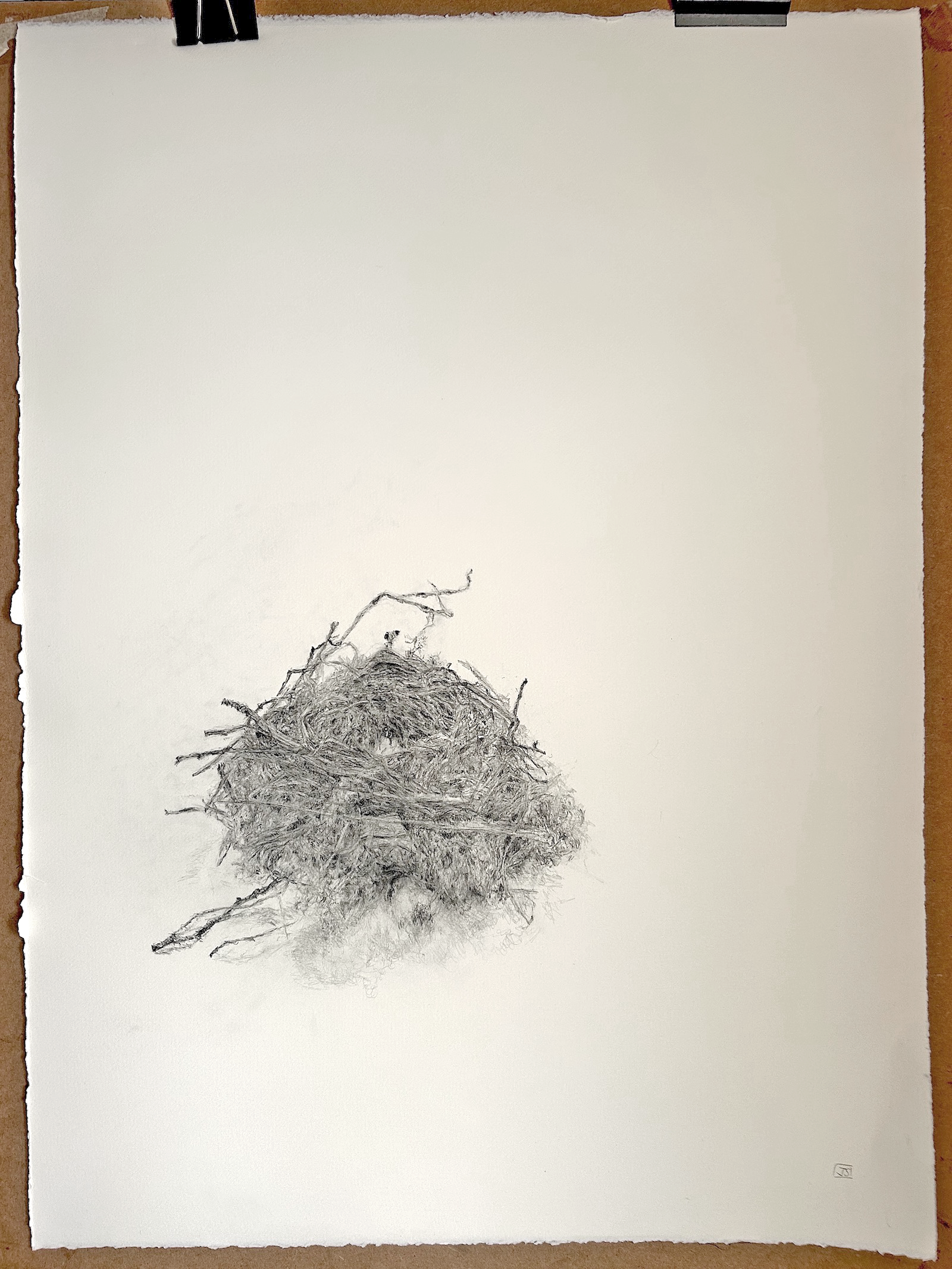 blackbird's nest, Lydiard walled garden, on board