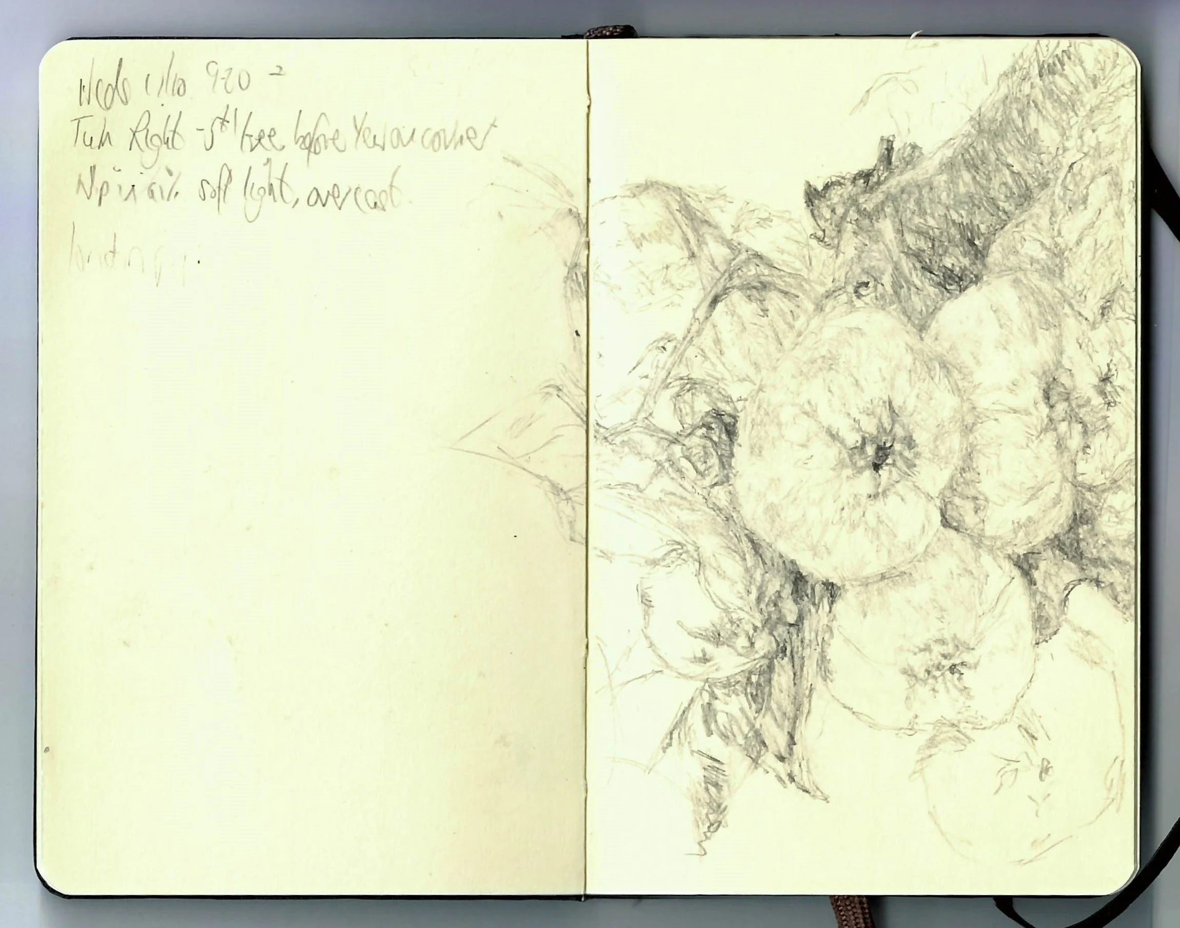 in search of apples, Lydiard walled garden sketchbook
