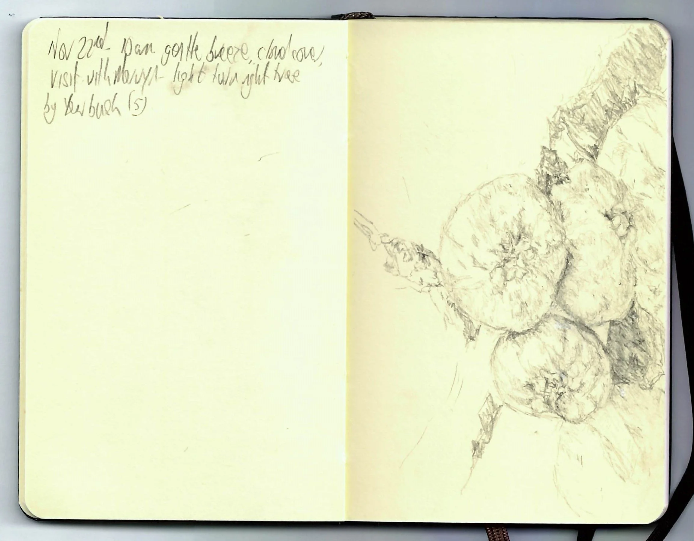 in search of apples, Lydiard walled garden selected 22/11