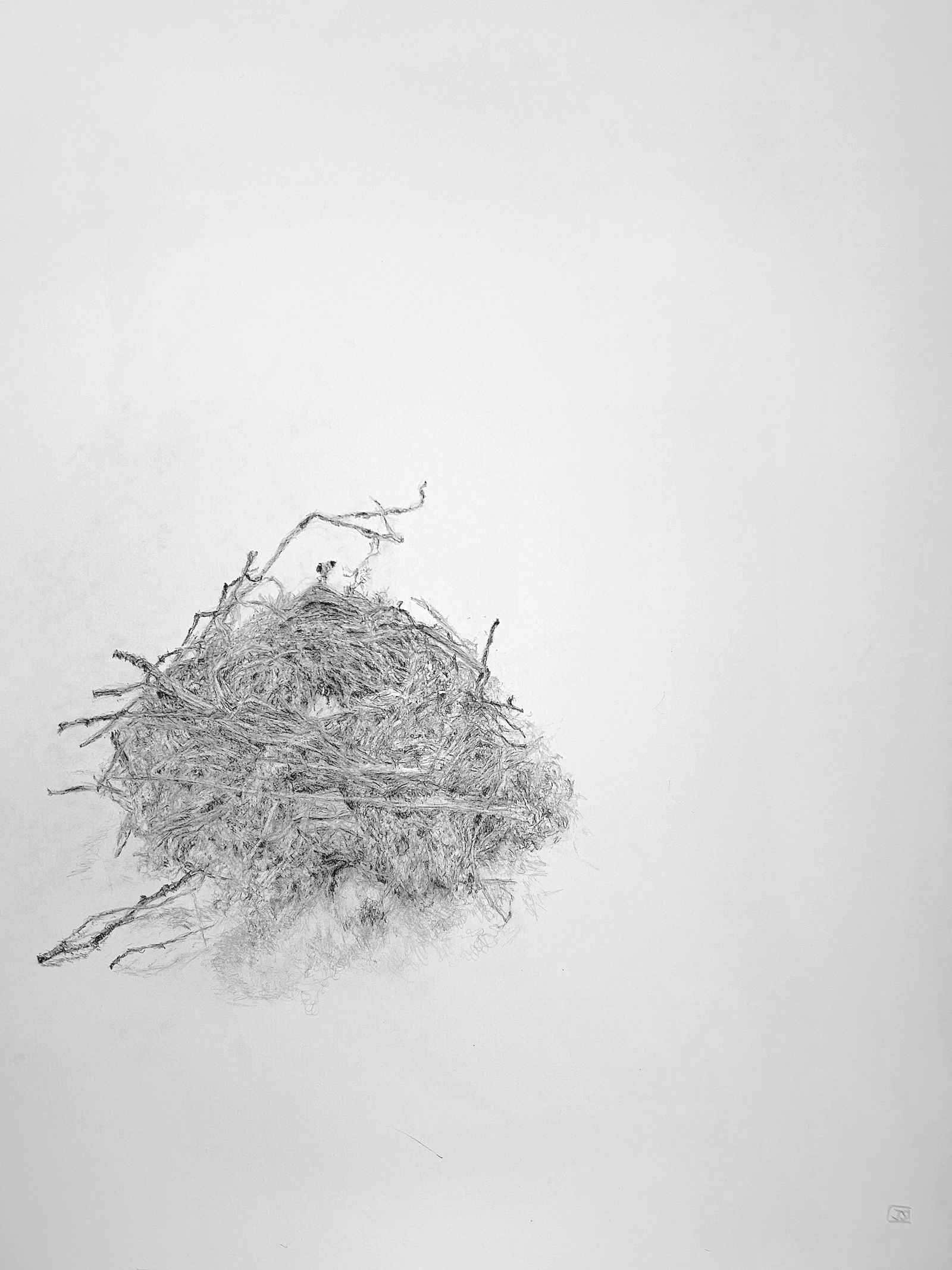 blackbird's nest, Lydiard walled garden, detail