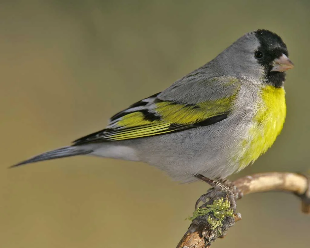 Photo credit: Brian Small, via http://www.audubon.org/field-guide/bird/lawrences-goldfinch
