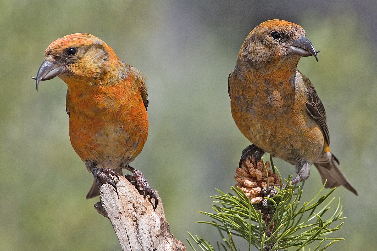 Photo credit: Elaine R. Wilson, via http://www.naturespicsonline.com/ 