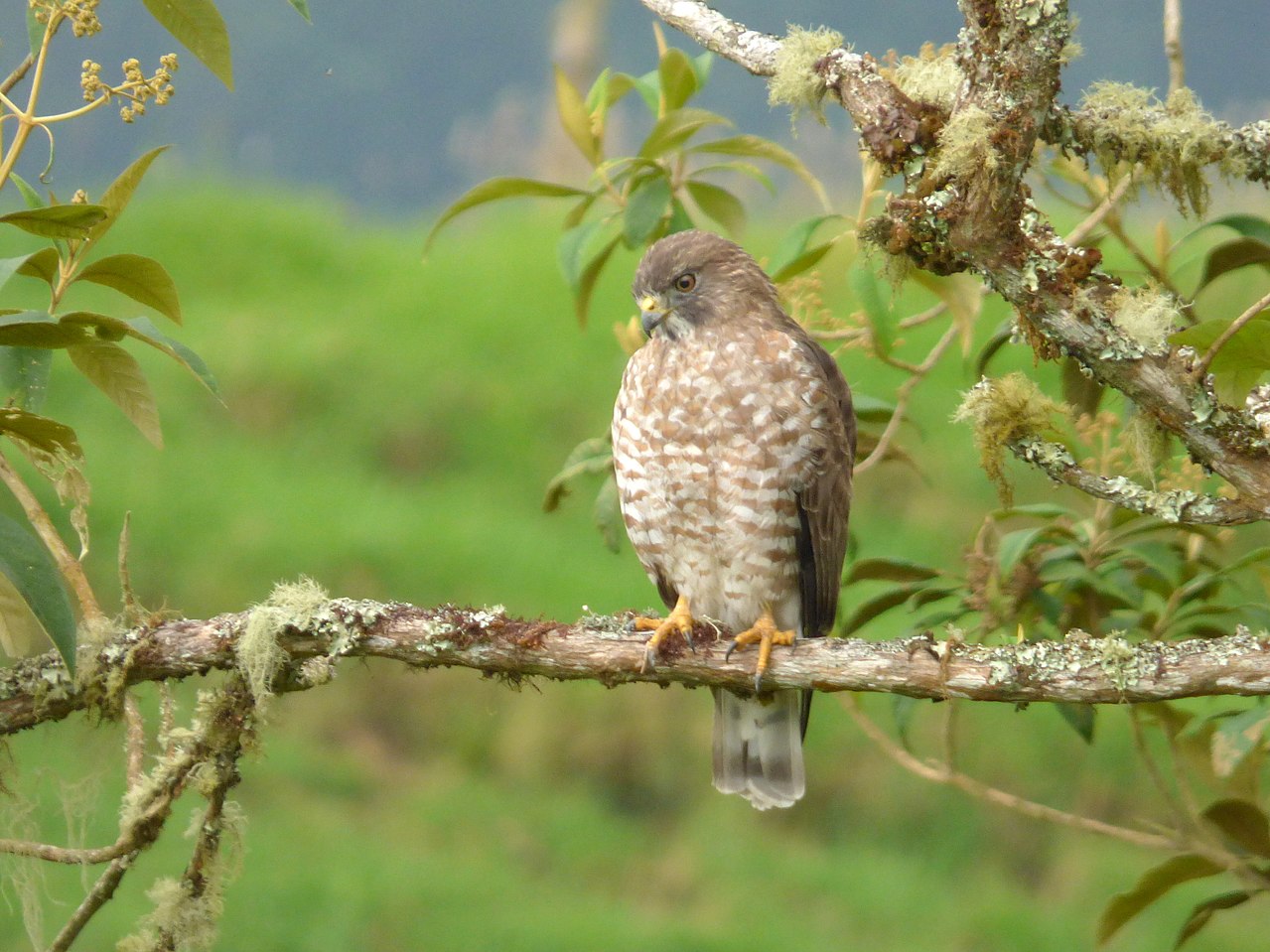 Cooper's hawk - Wikipedia