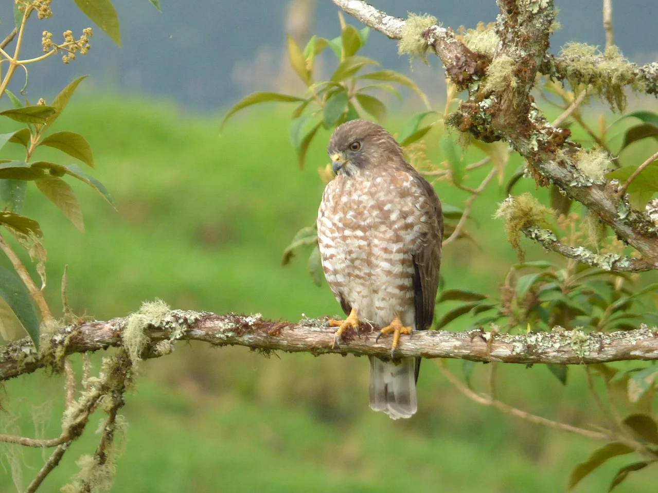 Broad-winged hawks (Buteo platypterus) are pretty common around here. Photo credit: Alejandro Bayer Tamayo via Wikipedia Commons .
