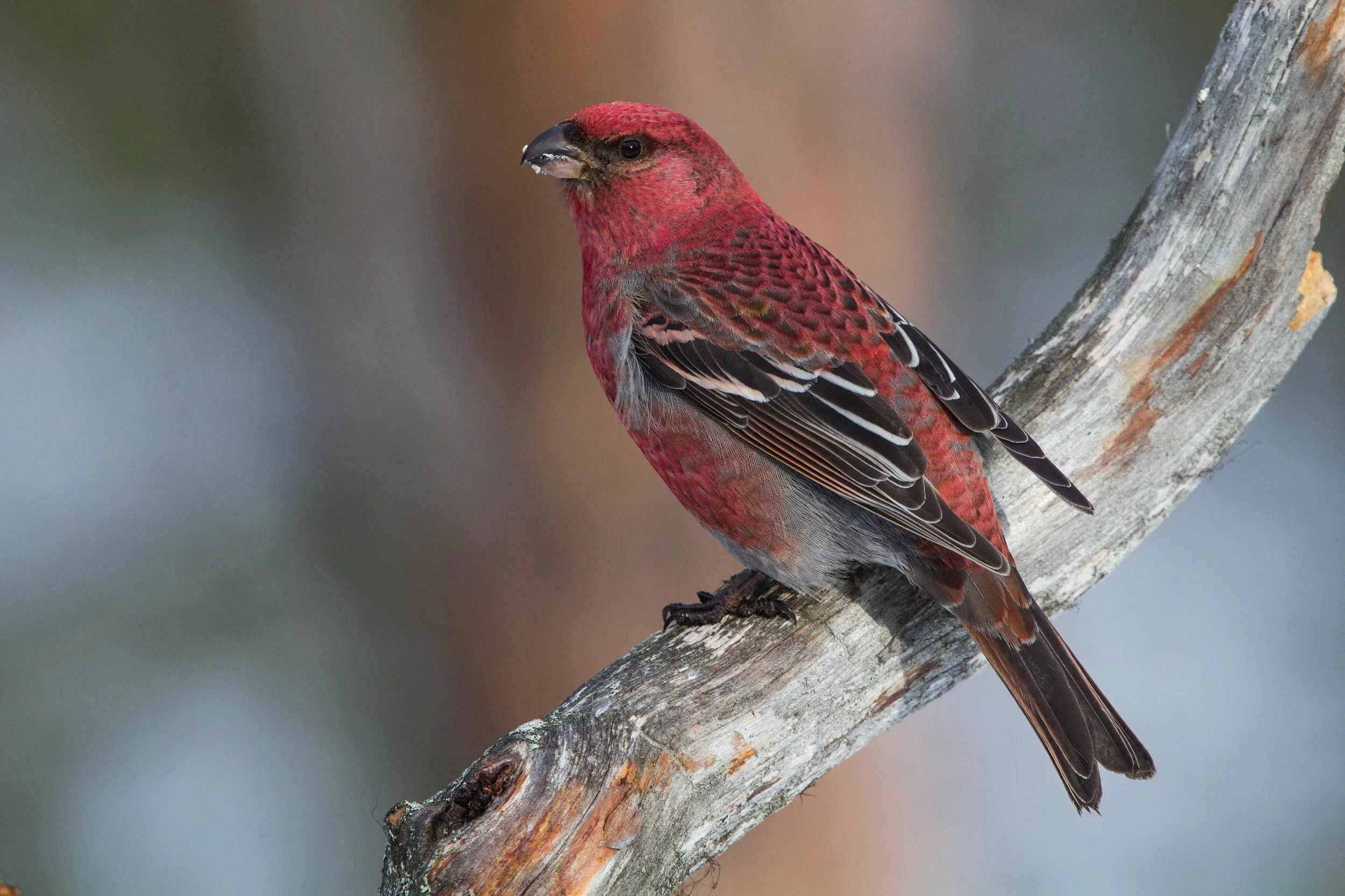 A beautiful pine grosbeak (Pinicola enucleator) from the frozen north. My specimen is from Alaska. So, not being from North Carolina, and having only one sample means that it's of limited use for my study, but it was too cool of a wing to pass up! Photo credit: Ron Knight via Wikipedia .