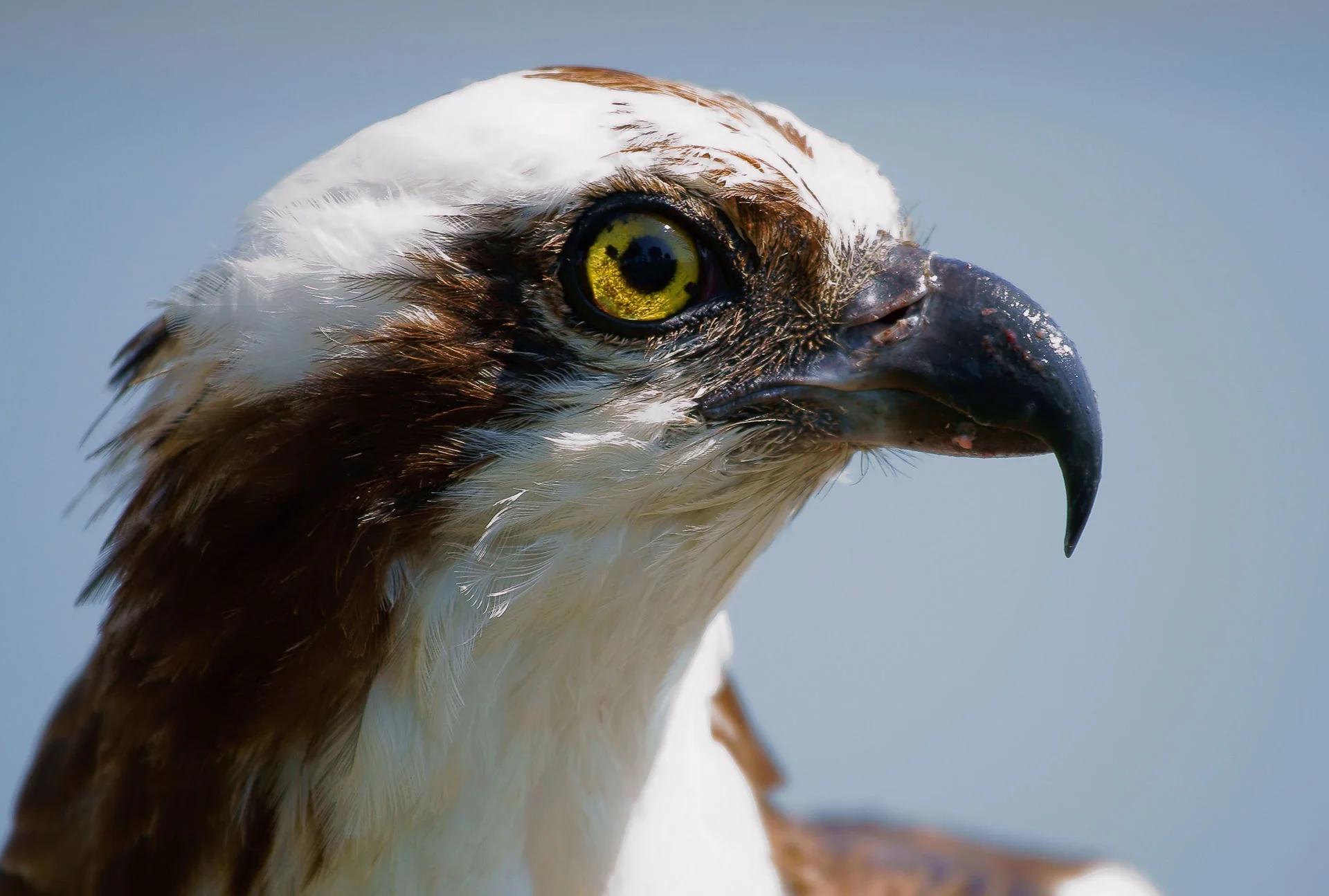Fish hawk. Wait, what?