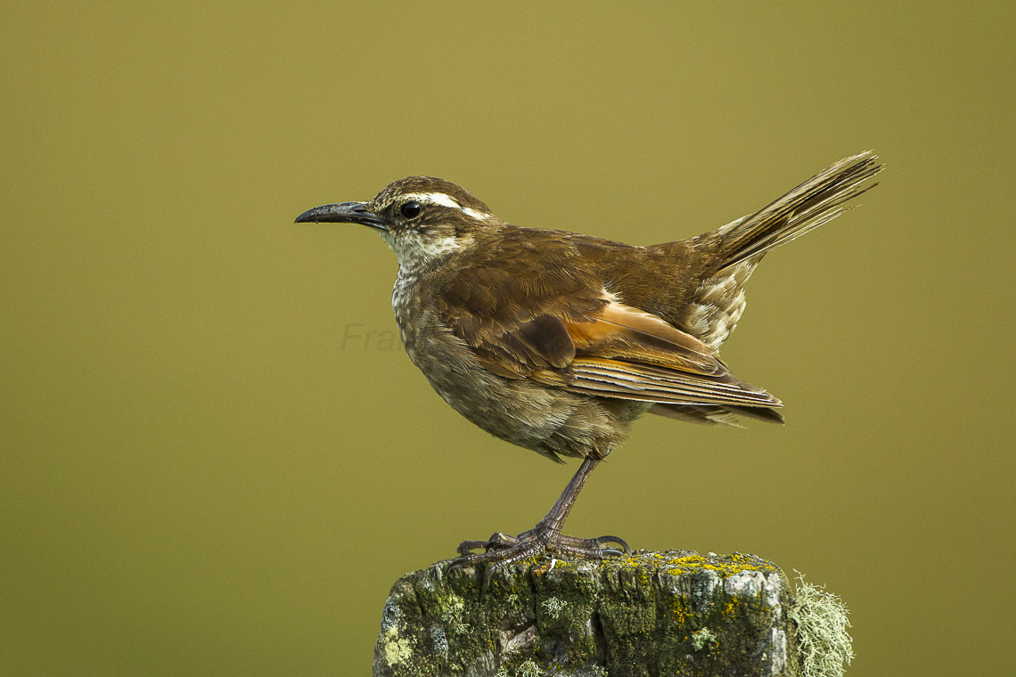 Stout-billed Cinclodes ( Cinclodes excelsior ). Photo credit: Francesco Veronesi via Wikimedia Commons .