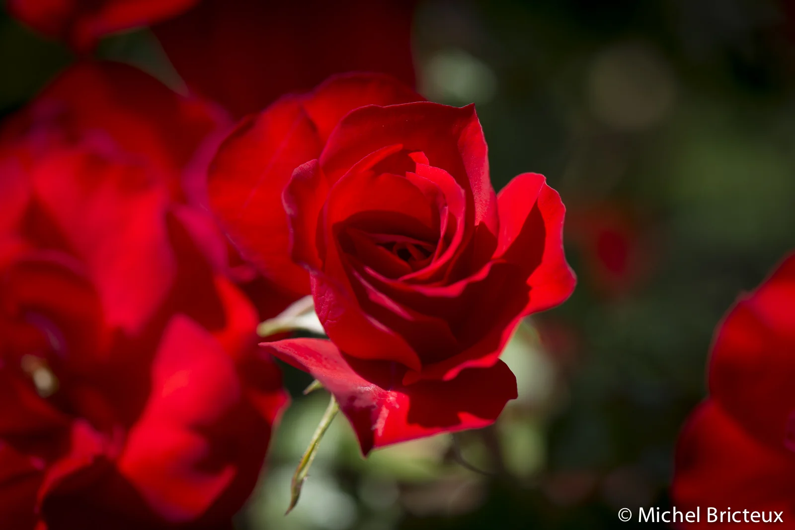 Roses 5891lowres.jpg