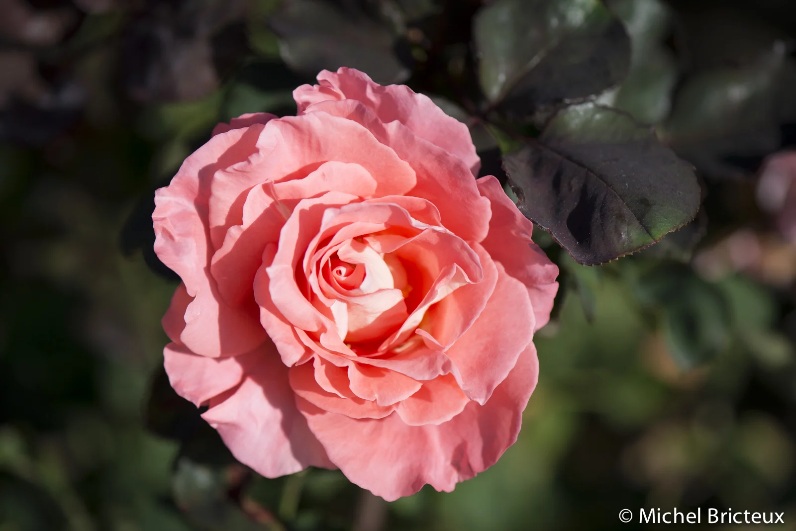 Roses 5894lowres.jpg