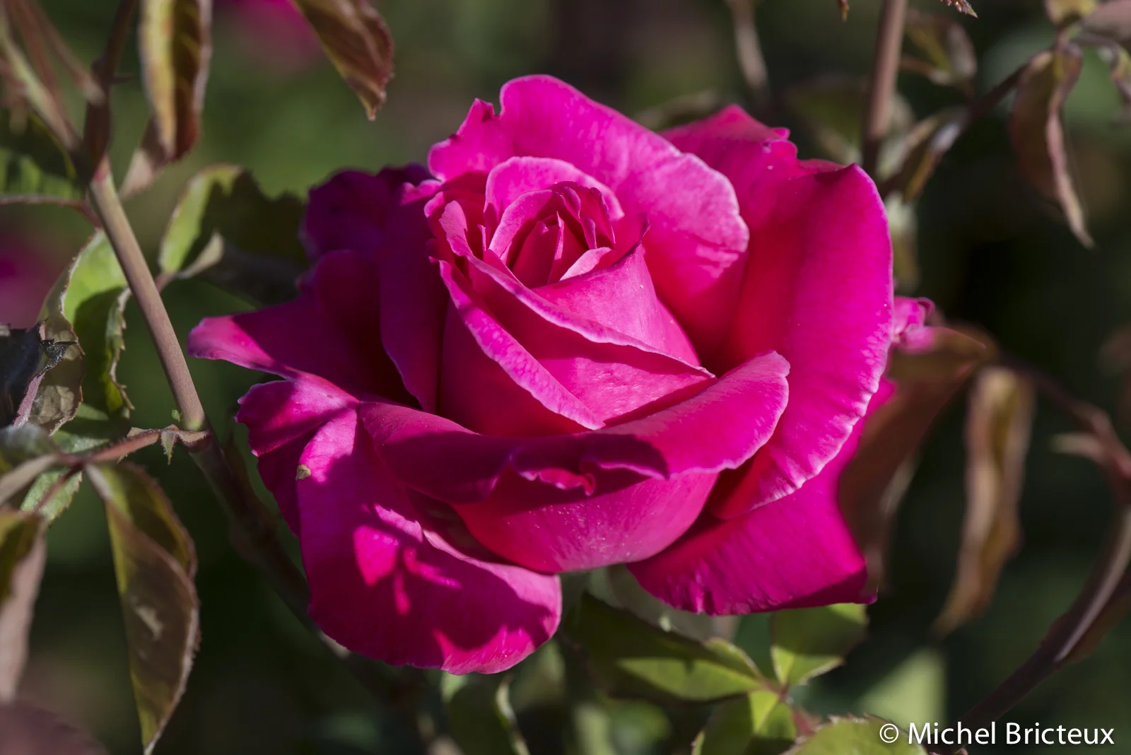 Roses 5899lowres.jpg