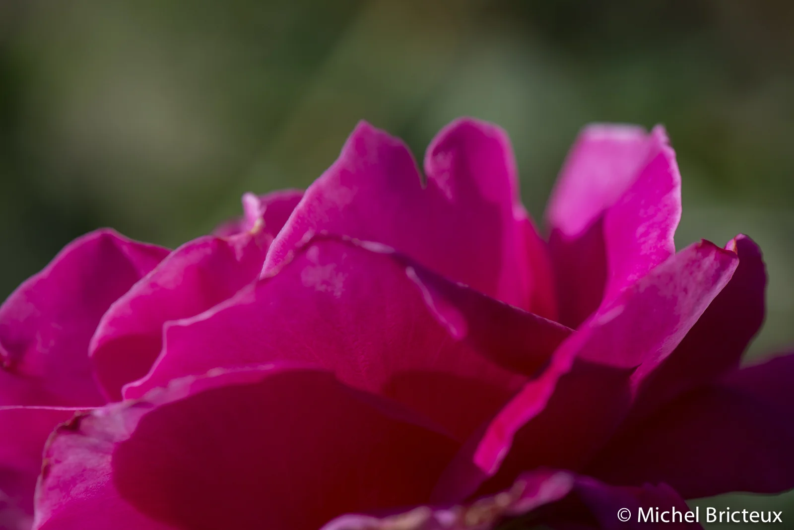 Roses 5901lowres.jpg