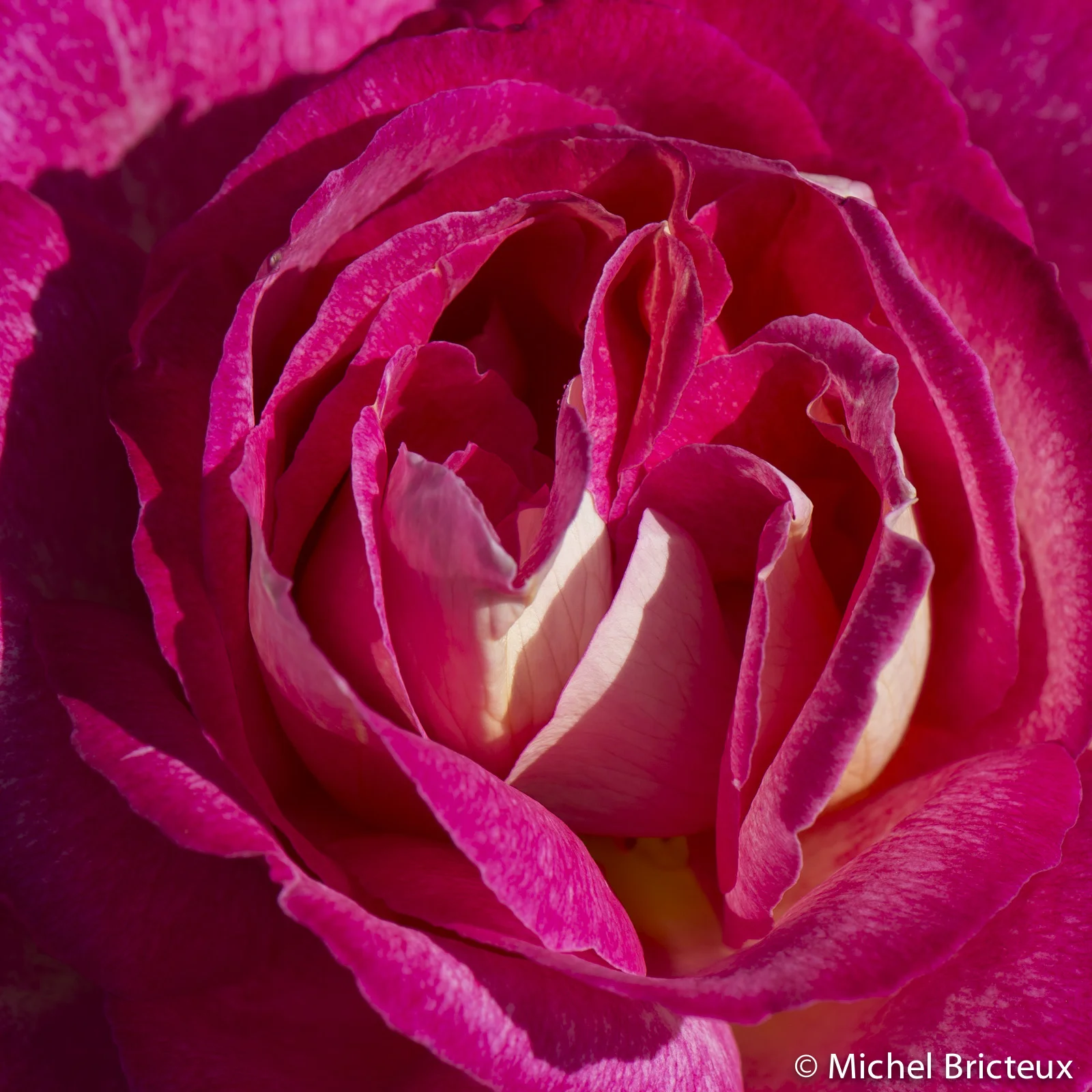 Roses 5911lowres.jpg