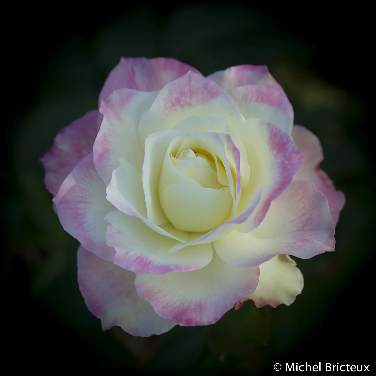 Roses 5914lowres-2.jpg