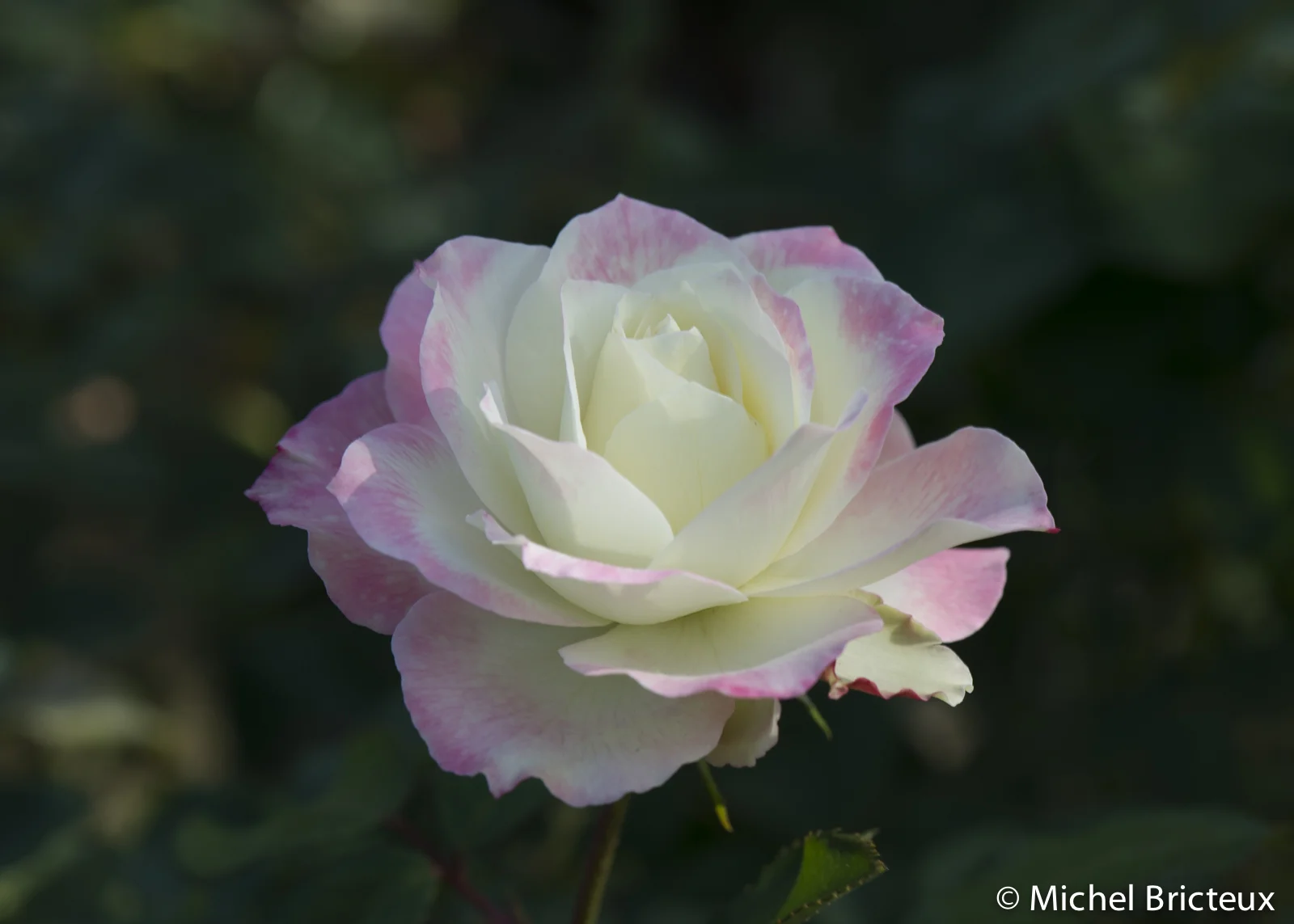 Roses 5915lowres.jpg
