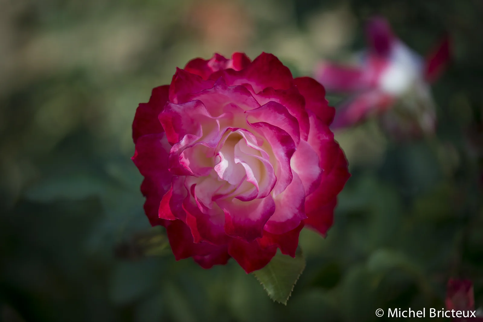 Roses 5919lowres.jpg