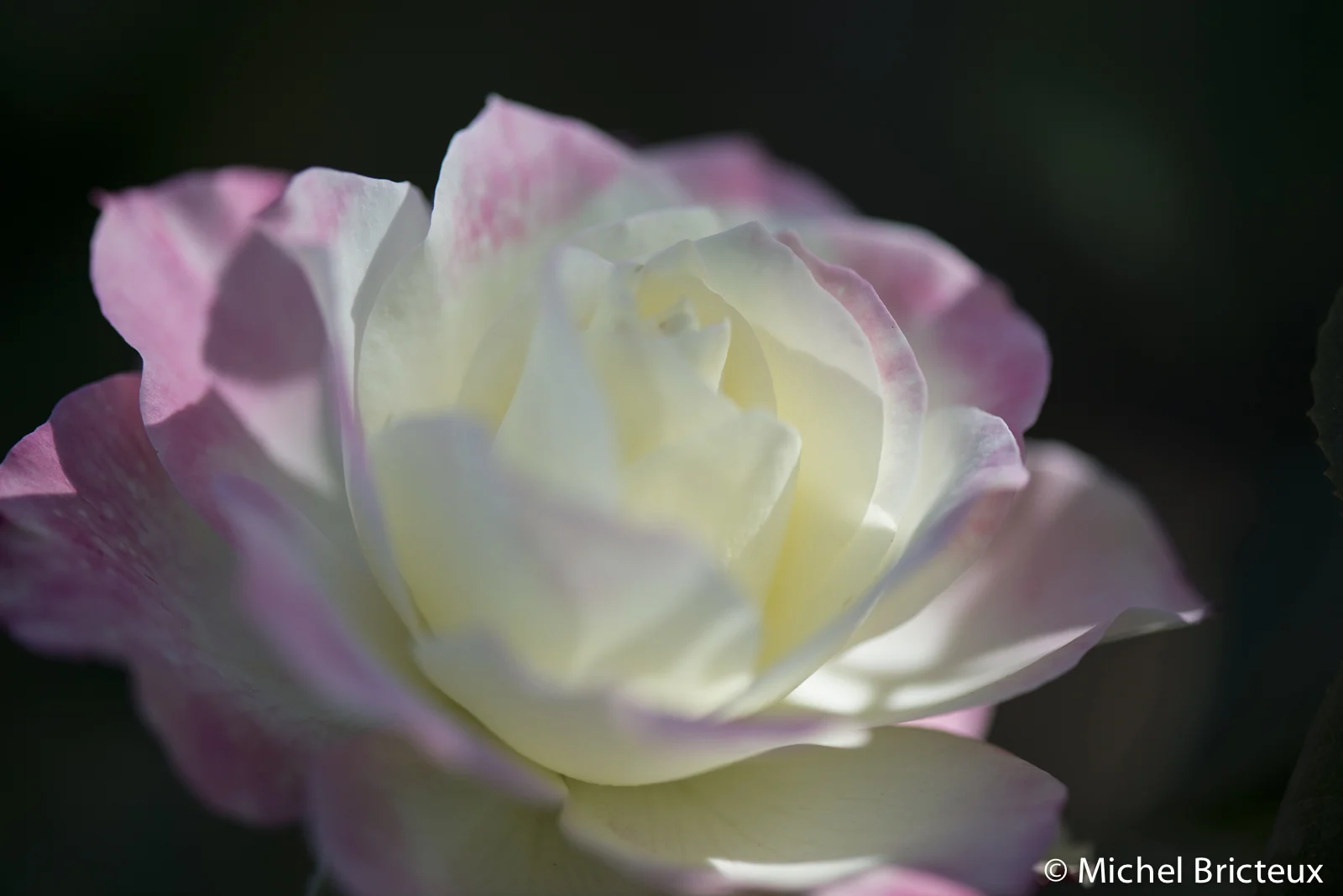 Roses 5920lowres-2.jpg