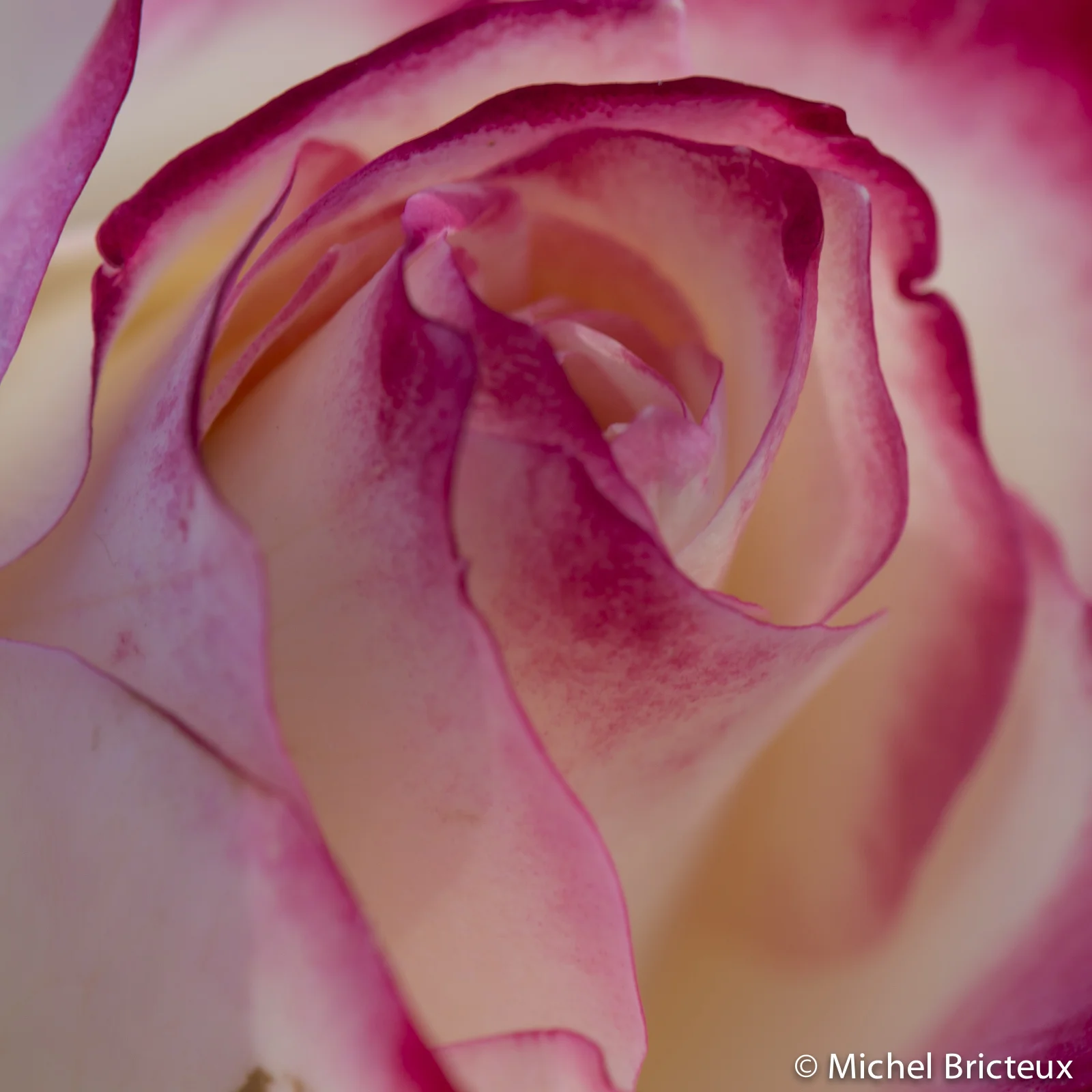Roses 5926lowres.jpg
