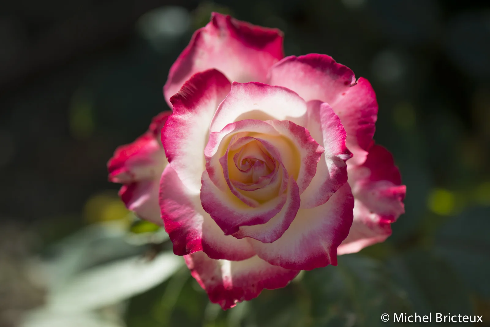 Roses 5932lowres.jpg