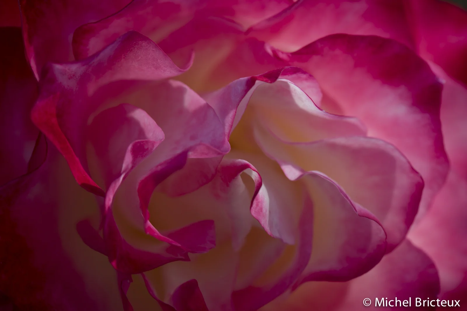 Roses 5927lowres.jpg